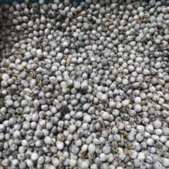 数珠玉     500gのサムネイル