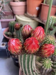 真赤色花のサボテン　花咲くサボテンのサムネイル