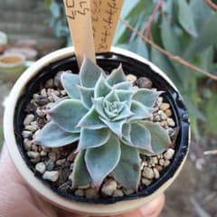 miso苗⭐️シムランスLS×チワワエンシスイエコラ⭐️ミソップさん 多肉