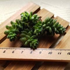 多肉植物 リトルジェム錦のサムネイル