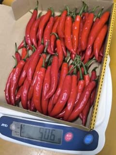 新鮮 赤唐辛子 500ｇのサムネイル