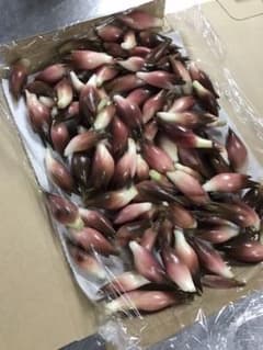 朝取り茗荷（みょうが）の芽のサムネイル