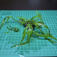 ミクロソリウムトライデント流木活着済 - メルカリ