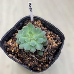 苔生す　札付きポットごとメルカリ便おらいさん苗ミックスベリア 多肉植物 ミックスベリア 苔生す 抜き苗 おらいさん苗 青札 - メルカリ