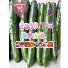 きゅうり　１キロ　1kg 胡瓜　キュウリ　宮崎県産　新鮮野菜　サプリ　ダイエットのサムネイル