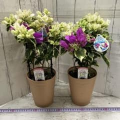 現品③2鉢 ブーケリッチ ブルーハワイ ブーゲンビリア ブーゲンビレア