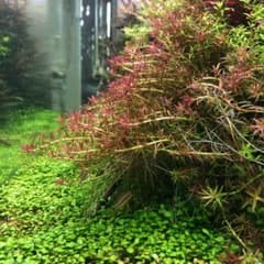 ゴイアスドワーフロタラレッドのサムネイル