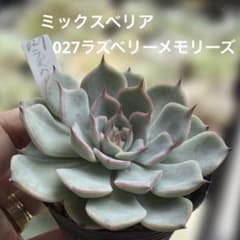 多肉植物 ミックスベリア ラズベリーメモリーズ抜き苗❣️ - メルカリ