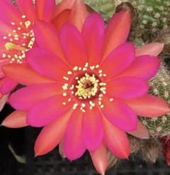 白檀　トルマリン　花サボテンのサムネイル