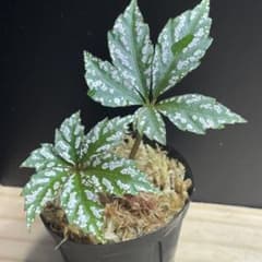 パキパキ！　Begonia 12点同梱　メルカリ 便発送 パキパキ様専用！ Begonia 12点同梱 メルカリ 便発送 - メルカリ