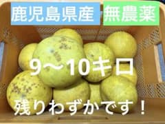 訳あり 鹿児島県産　ボンタン文旦 9〜10キロのサムネイル