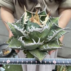 アガベ チタノタ 「海王」ミイラ 極上絶狂棘 濃い緑肌 優良血統 - メルカリ