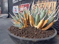 ゆ*ー様 アガベ　エボリスピナ　多頭　現地球　発根済　大株 ゆ*ー様 アガベ エボリスピナ 多頭 現地球 発根済 大株 - メルカリ
