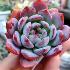 多肉植物  専用出品のサムネイル