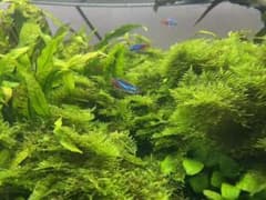 水草3種 セット アソートのサムネイル