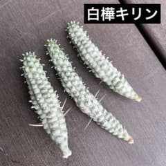 多肉植物 ユーフォルビア属 白樺キリン(カット苗) - メルカリ
