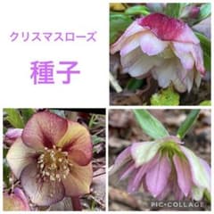 クリスマスローズ 種子C 10粒 ミックス - メルカリ
