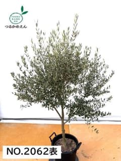 オリーブの木 ネバディロブランコ 約170cm NO.2062 大型 人気 現品
