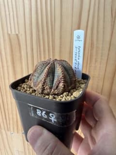 ユーフォルビア・オベサ（No.86）のサムネイル