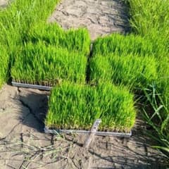 黒米 苗 育苗箱入り　1/2枚　農薬不使用　 送料込みのサムネイル