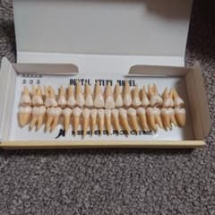 NISSIN歯牙模型のサムネイル