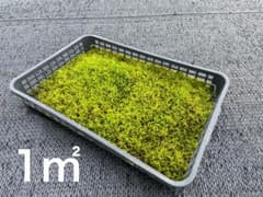 栽培農家直送。スナゴケ、ハイゴケ、スギゴケ3種混合苔シート　1㎡分のサムネイル