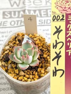 ミックスベリア そわそわ 葉挿しおらいさん 多肉植物 - メルカリ