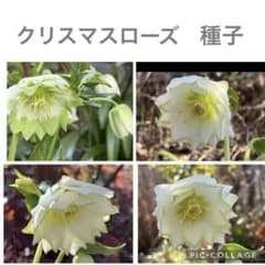クリスマスローズ 種子 10粒 - メルカリ