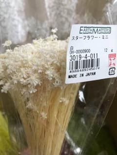 スターフラワーミニのサムネイル
