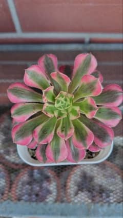 ☆赤銅壺白錦・アエオニウム☆多肉植物 観葉植物 カット苗 1本 - メルカリ