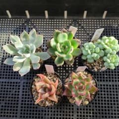 エケベリアセットのサムネイル