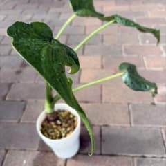 クワズイモ　抜き苗　特大株　アロカシア 観葉植物 アロカシア クワズイモ 抜き苗 - メルカリ