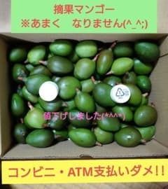 摘果マンゴー沖縄県産 箱込み 約2.8kg（20g〜29g） - メルカリ