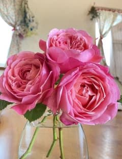 薔薇の苗　レオナルドダビンチ(つる)のサムネイル