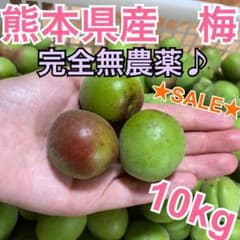 【安心の完全無農薬♪】熊本県産　梅　10キロ【カリカリ梅・梅シロップにどうぞ★】のサムネイル