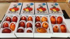 沖縄県産　アップルマンゴーのサムネイル