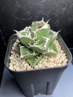 多肉植物 アガベ SAD 子株のサムネイル