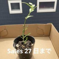 バイマックルー【コブミカン・苗木】苗 ต้นกล้ามะกรูด#1/2 - メルカリ