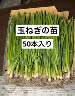 玉ねぎ 貴錦 150本入り 送料無料のサムネイル