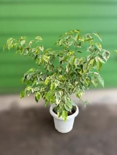 フィカス ベンジャミン 斑入り 観葉植物 鉢植え③ 手渡し限定です！！のサムネイル