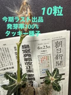 6/23 採種 パキポディウム タッキー種子 i4 10粒 - メルカリ