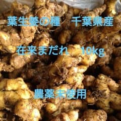 種生姜　在来マダレ生姜　千葉県産 農家直送 10kgのサムネイル