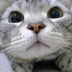 プレマ 専用のサムネイル