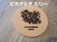 ビカクシダ ヒリー コルクコースターのサムネイル