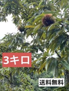 生栗　3キロ　送料無料のサムネイル