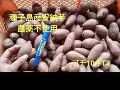 種子島産安納芋　農薬不使用　プチサイズ10キロのサムネイル