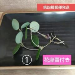 ①【ホヤ】マチルダ発根済み❛花座蕾付き❜ - メルカリ