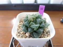 ハオルチア 粉黛錦 23のサムネイル
