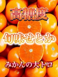 糖度18度以上‼️食べて損はない‼️せとか Lサイズ 5kg みかんキング 糖度18度以上‼️食べて損はない‼️せとか Lサイズ 3kg みかんキング