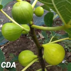 イチジクの穂木 CDA (短) - メルカリ